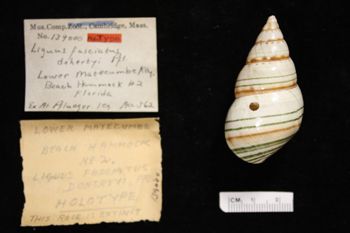 Media type: image;   Malacology 139000